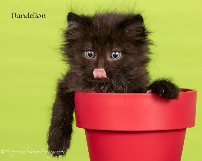 Dandelion thumbnail 2