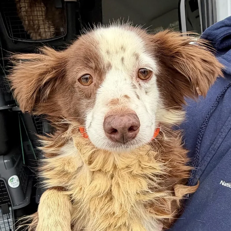 Little Girl thumbnail 5