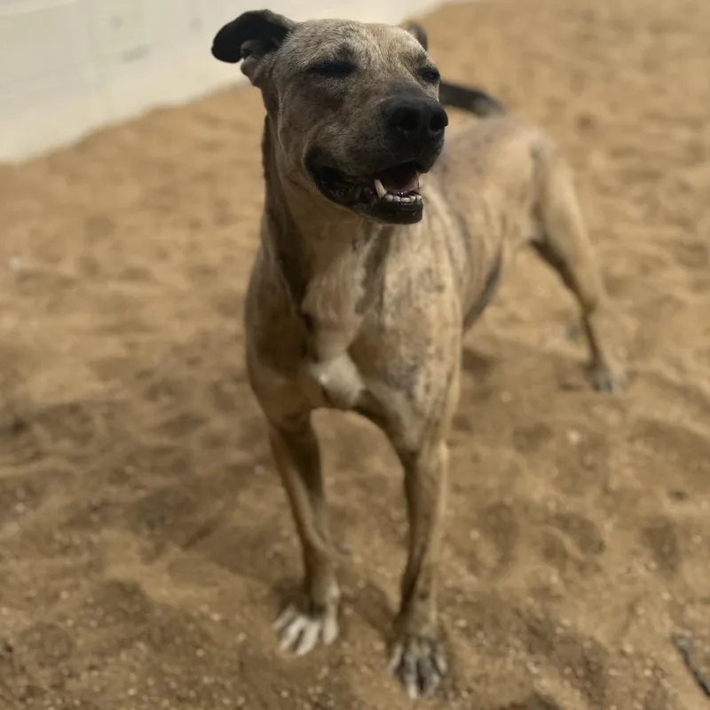 Jimmy Buffet thumbnail 2