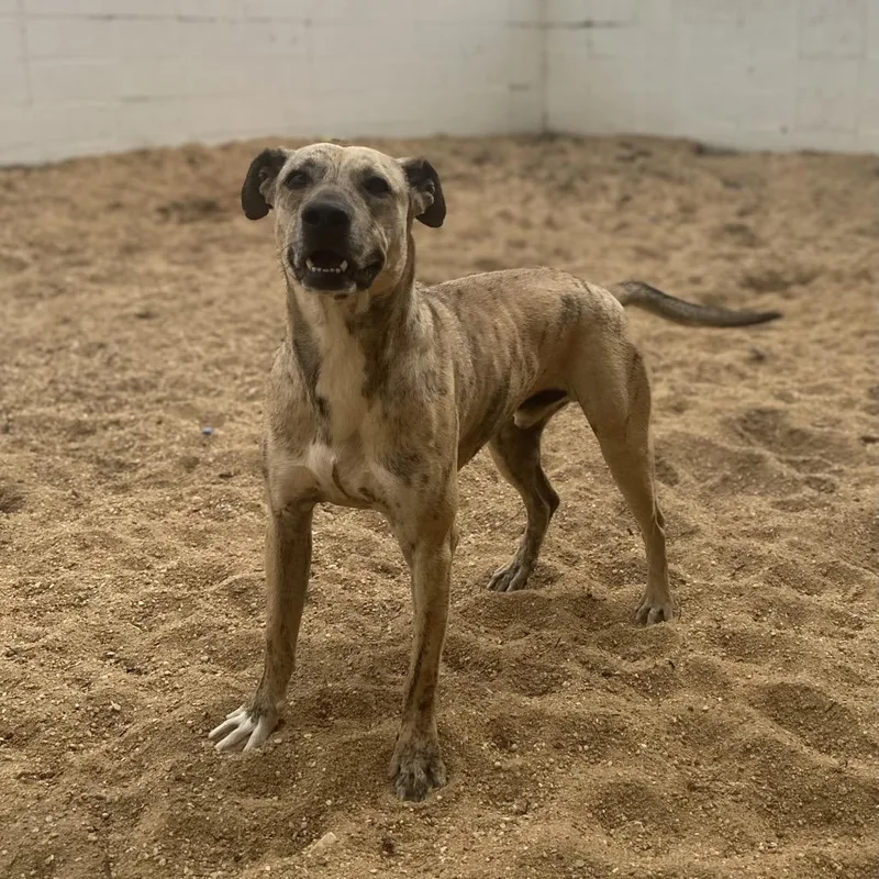 Jimmy Buffet thumbnail 4