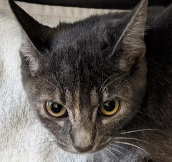 An adult medium-sized female Domestic Short Hair cat named Lilith for adoption in San Diego, CA