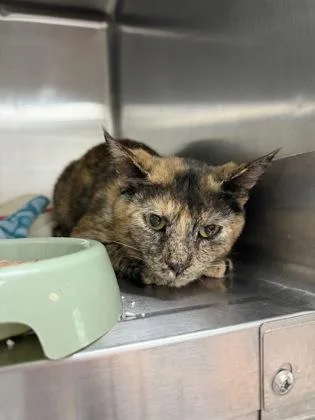 A young small-sized female Domestic Short Hair cat named Chimera for adoption in Savannah, GA