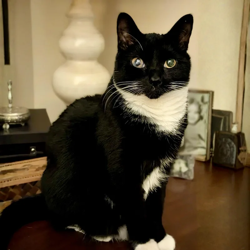 Gabby Thomas thumbnail 2