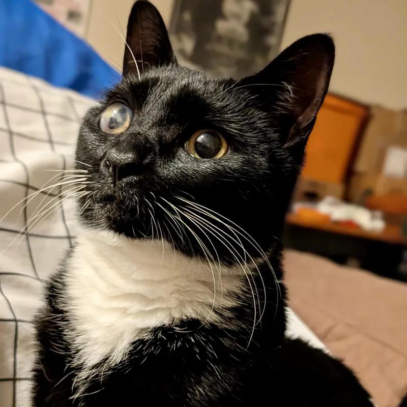 Gabby Thomas thumbnail 3