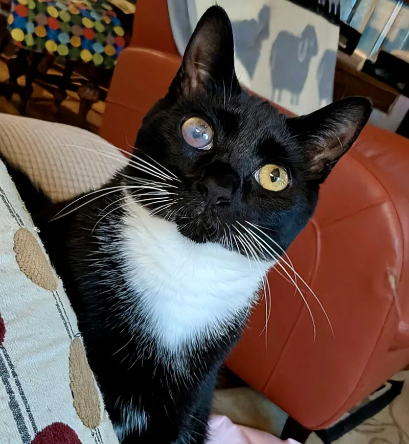 Gabby Thomas thumbnail 4