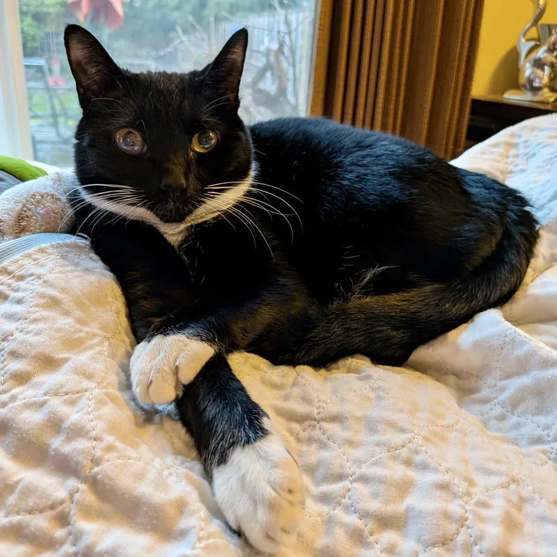 Gabby Thomas thumbnail 5