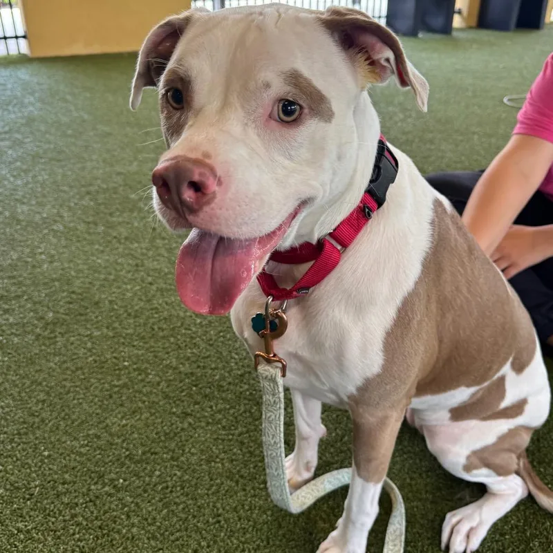 An adult large-sized female White / Cream Mixed Breed dog named Ivy for adoption in West Palm Beach, FL
