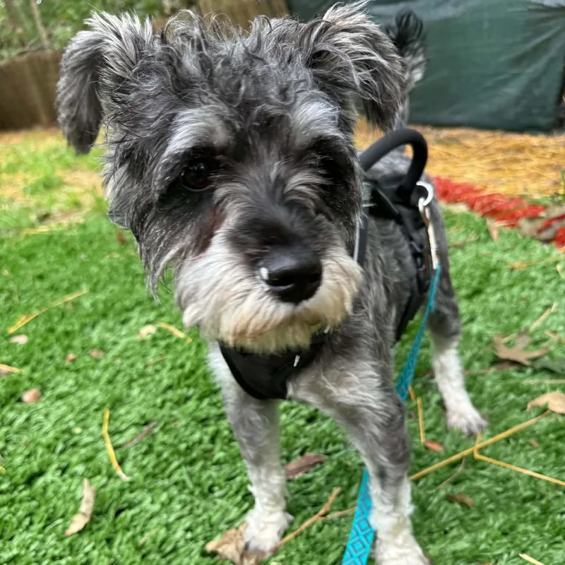 A young small-sized male Miniature Schnauzer dog named Rocket for adoption in Homer Glen, IL