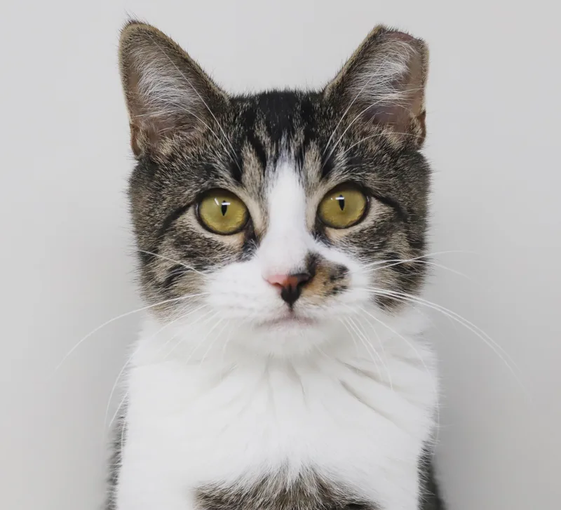 A baby small-sized male Tabby (Leopard / Spotted) Turkish Van cat named Marmalade is a mushy for adoption in Bedford Hills, NY