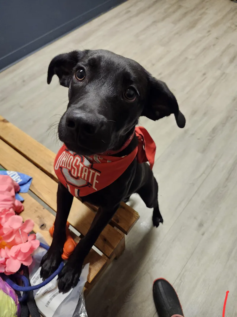 A baby medium-sized male Black Labrador Retriever dog named Sam Sharpe for adoption in Mansfield, OH