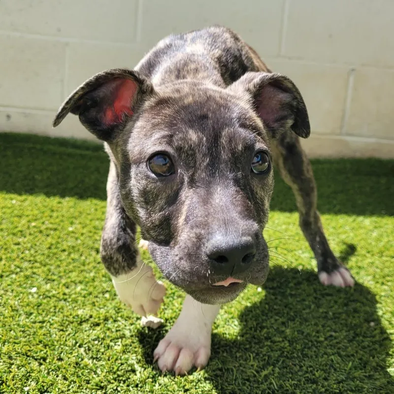 A baby small-sized female Brindle Mixed Breed dog named Annie for adoption in LOXAHATCHEE, FL