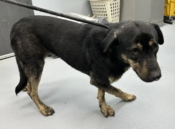 Pen C Rajah thumbnail 2