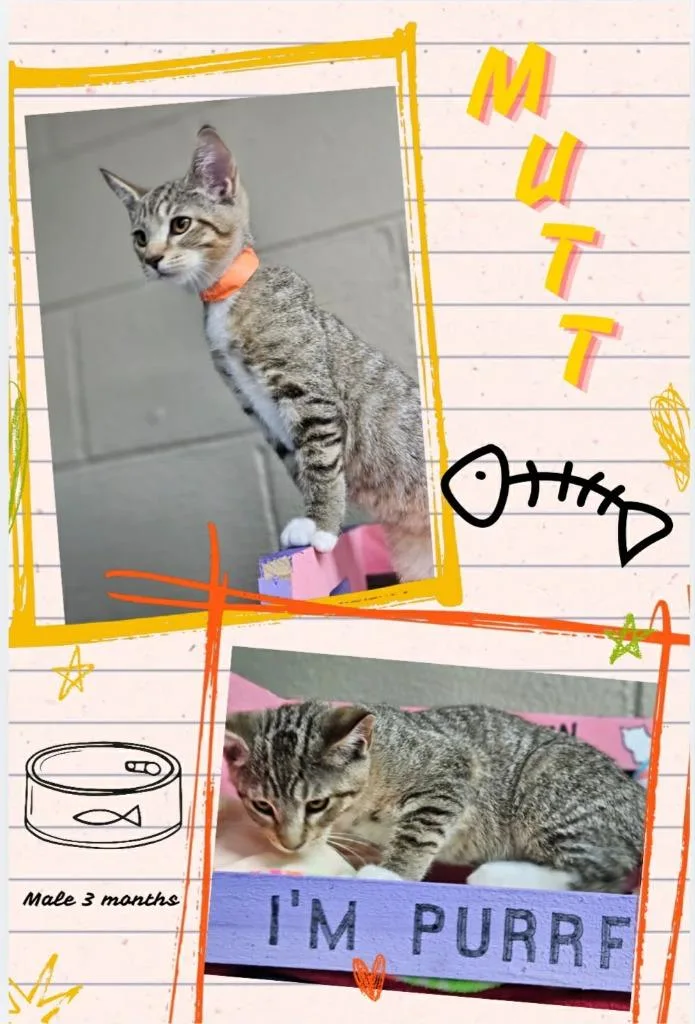 A baby small-sized male Domestic Short Hair cat named Mutt for adoption in Blountville, TN
