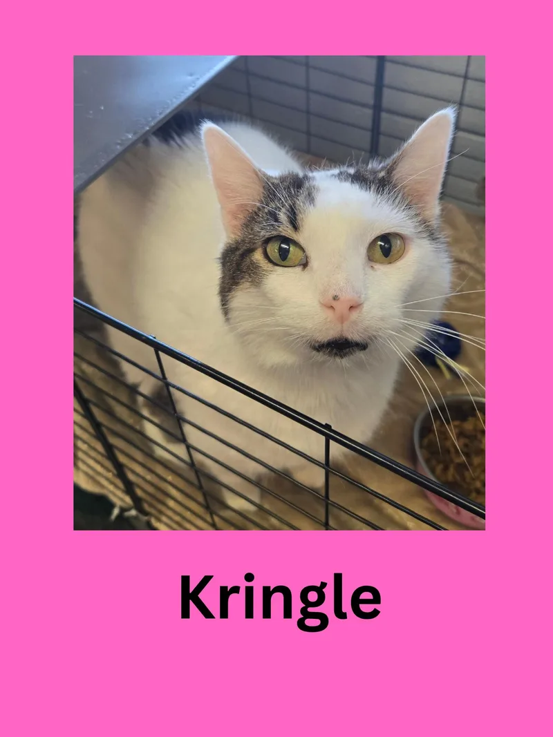 Kringle