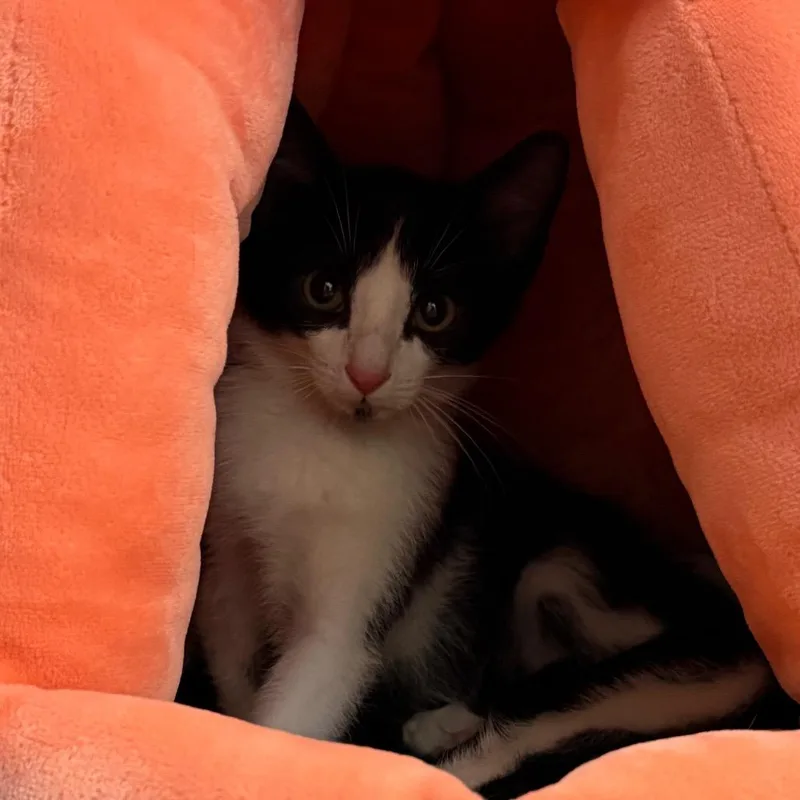 A baby small-sized male Black Domestic Short Hair cat named Sunshine for adoption in South Elgin, IL