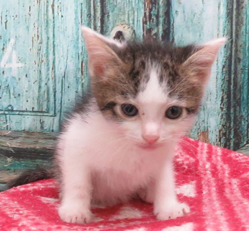 A baby medium-sized male Tabby (Brown / Chocolate) Domestic Short Hair cat named Cass for adoption in Lexington, VA