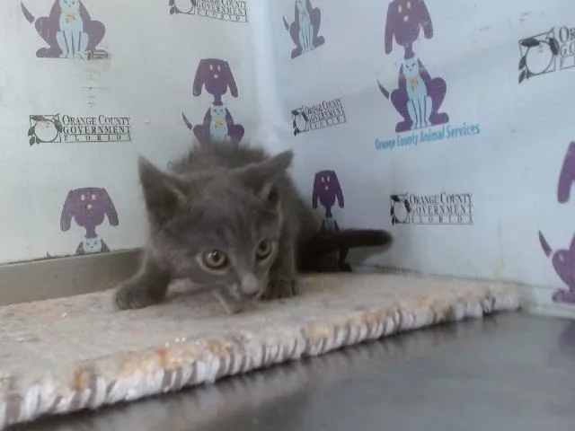 A baby small-sized male Domestic Short Hair cat named Flint for adoption in Orlando, FL