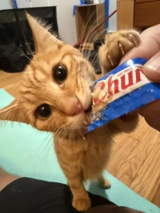 A baby small-sized male Orange / Red Domestic Short Hair cat named Butters & Biscuit for adoption in Bayonne, NJ
