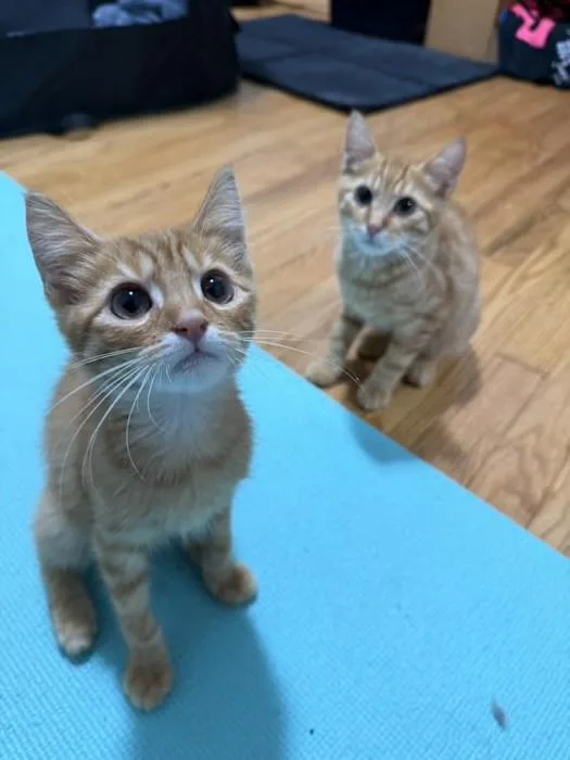 Butters & Biscuit thumbnail 2