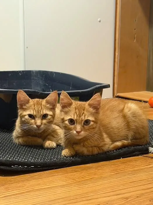 Butters & Biscuit thumbnail 4