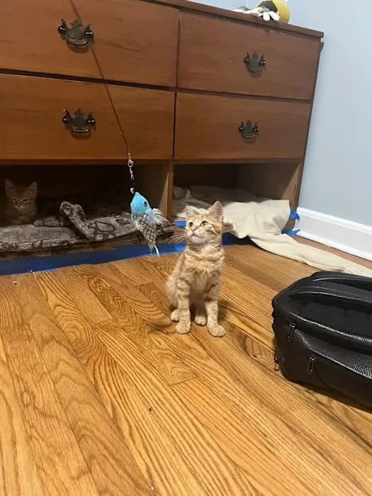 Butters & Biscuit thumbnail 5