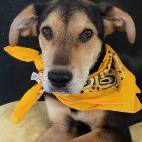 Woody