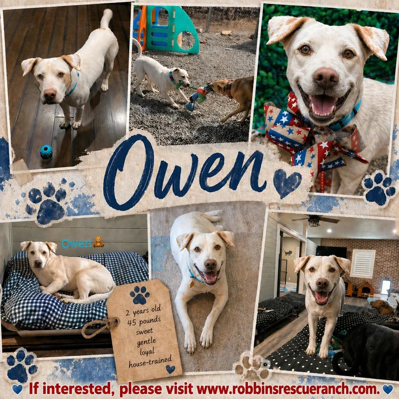 Owen thumbnail 3