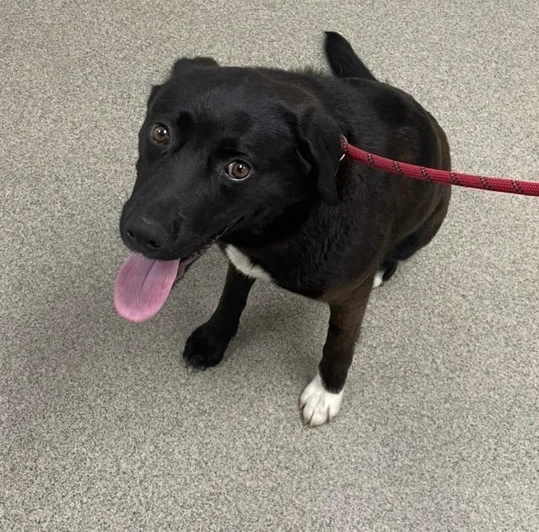 A young medium-sized female Labrador Retriever dog named Monica for adoption in Little Rock, AR