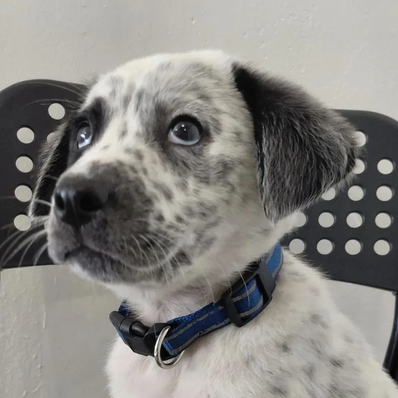 A baby small-sized male Black Labrador Retriever dog named Brandon Lee for adoption in New York, NY