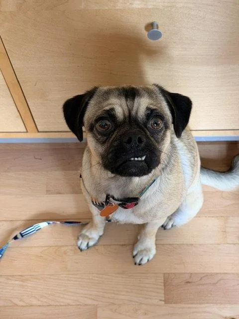 An adult medium-sized female Pug dog named Tia for adoption in Seattle, WA