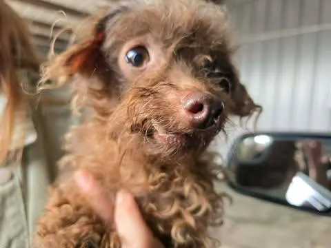 A senior small-sized male Brown / Chocolate Miniature Poodle dog named Cricket for adoption in Dover, AR