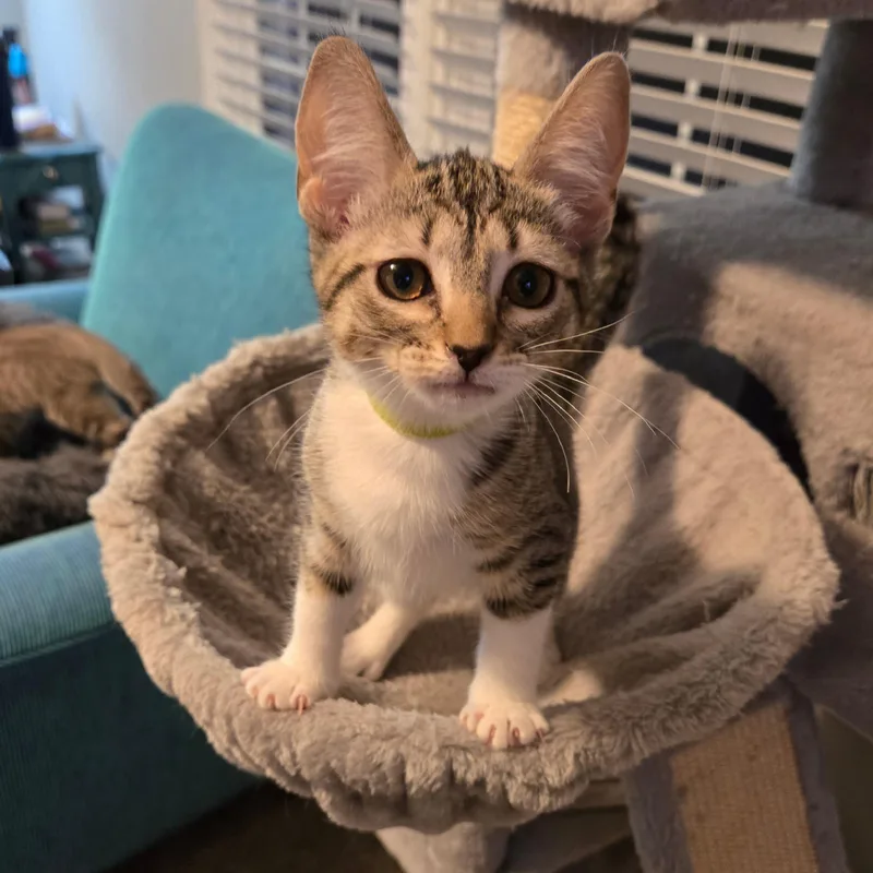 A baby small-sized female Tabby (Buff / Tan / Fawn) Domestic Short Hair cat named Palette for adoption in Richmond, VA