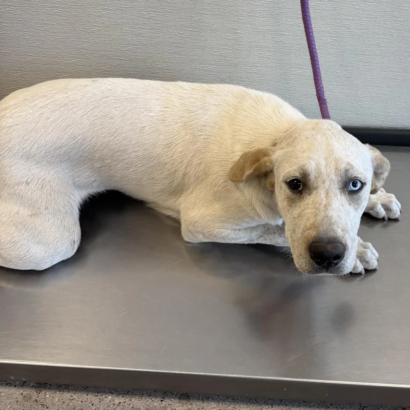 A baby medium-sized male White / Cream Mixed Breed dog named Caspian for adoption in Las Cruces, NM