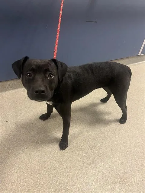 A young medium-sized female Terrier dog named Sally for adoption in Miami, FL