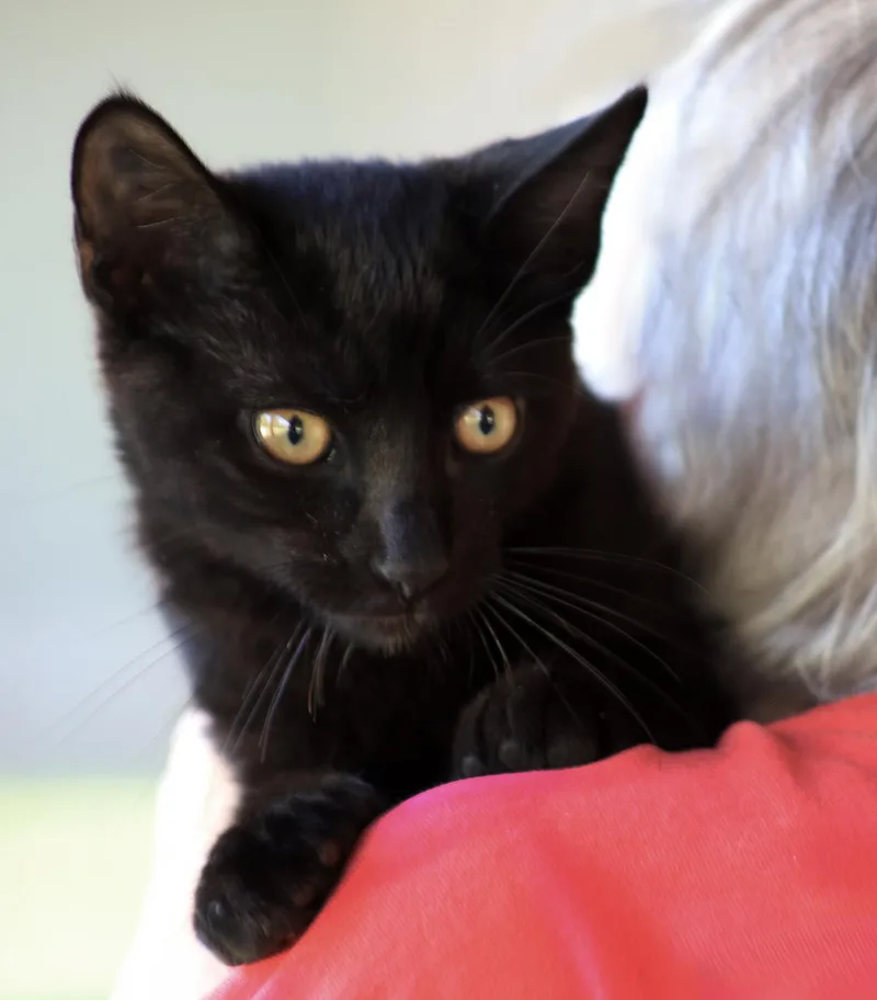 A baby medium-sized male Domestic Short Hair cat named Pluto for adoption in North Fort Myers, FL