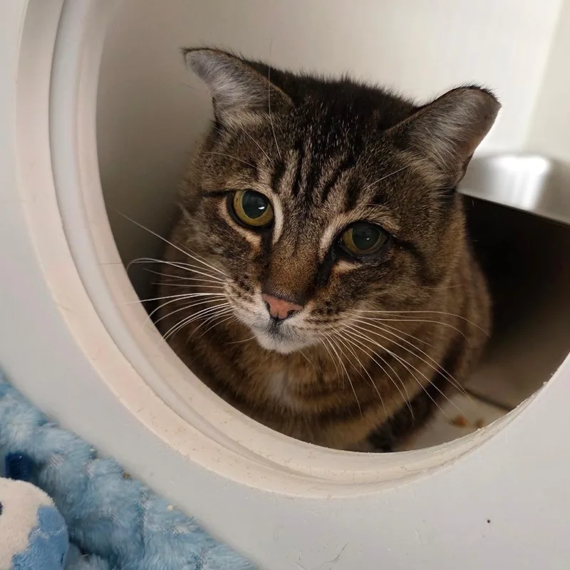 An adult medium-sized female Brown / Chocolate Domestic Short Hair cat named Polly for adoption in Port Angeles, WA