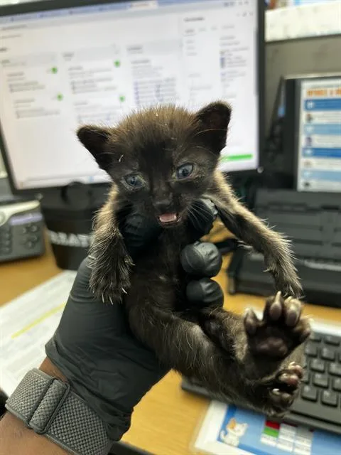 A baby medium-sized female Domestic Medium Hair cat named Morticia for adoption in Dallas, TX