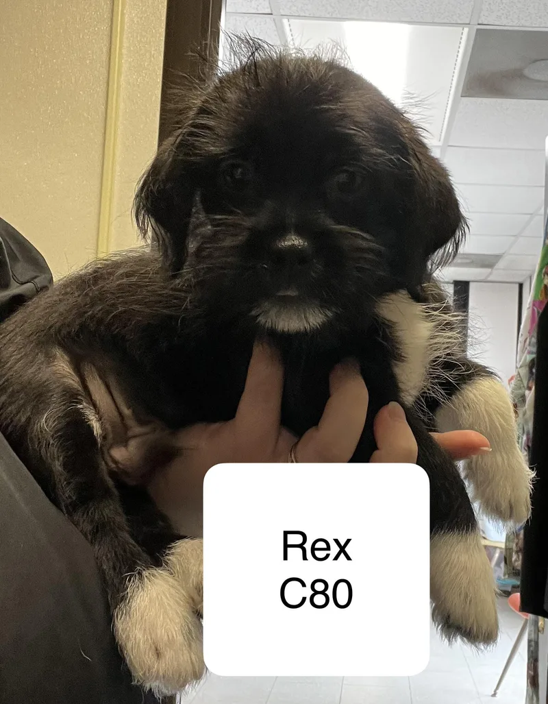 A baby small-sized male Black Shih Tzu dog named Rex for adoption in Morganton, NC