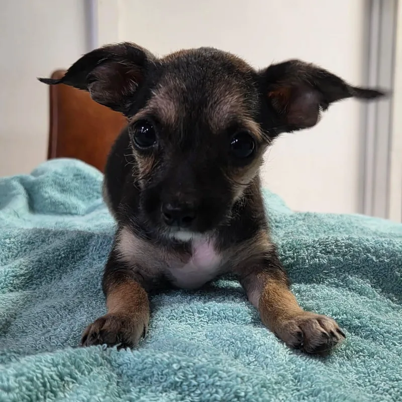 A young small-sized male Bicolor Chihuahua dog named Bashful for adoption in Tylertown, MS