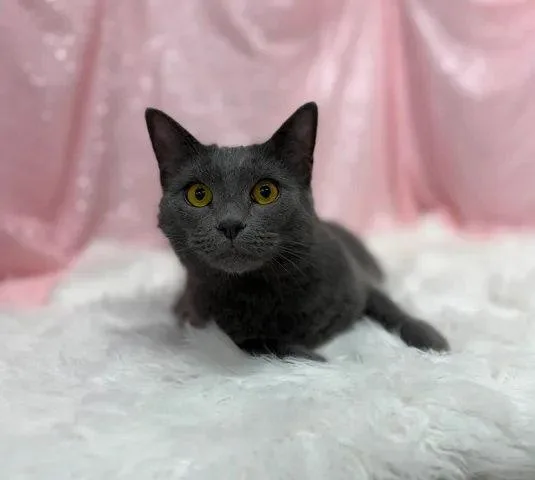 An adult medium-sized female Gray / Blue / Silver Domestic Short Hair cat named Ash for adoption in Clarkesville, GA