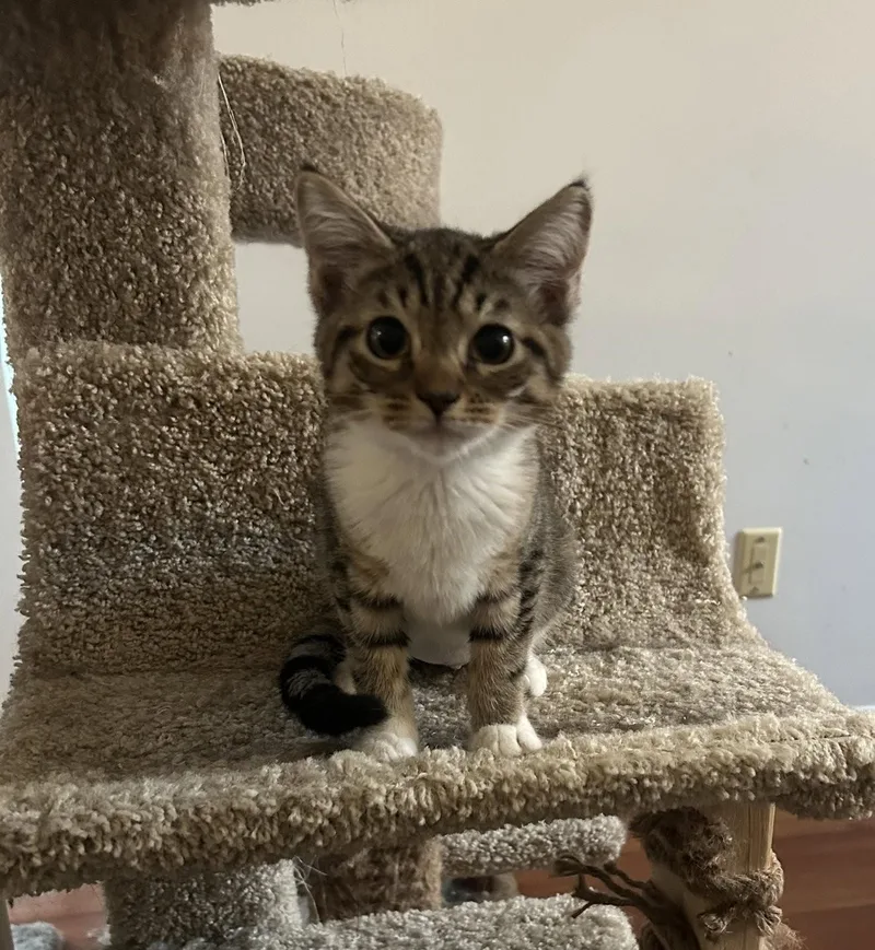 A young medium-sized female Tabby (Brown / Chocolate) Tabby cat named Lana for adoption in Columbia, SC