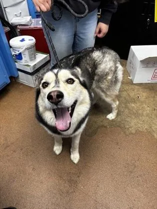 An adult medium-sized female Husky dog named Moon North Star for adoption in West Chester, PA