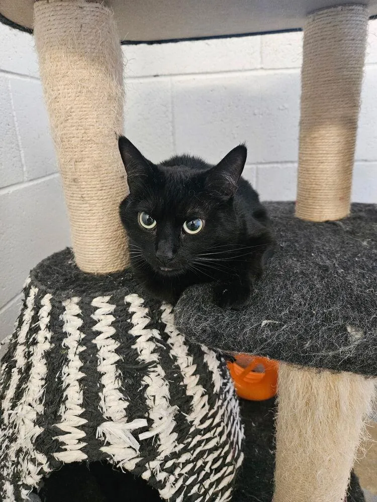 An adult medium-sized female Black Domestic Short Hair cat named Maggie for adoption in Ontario, CA