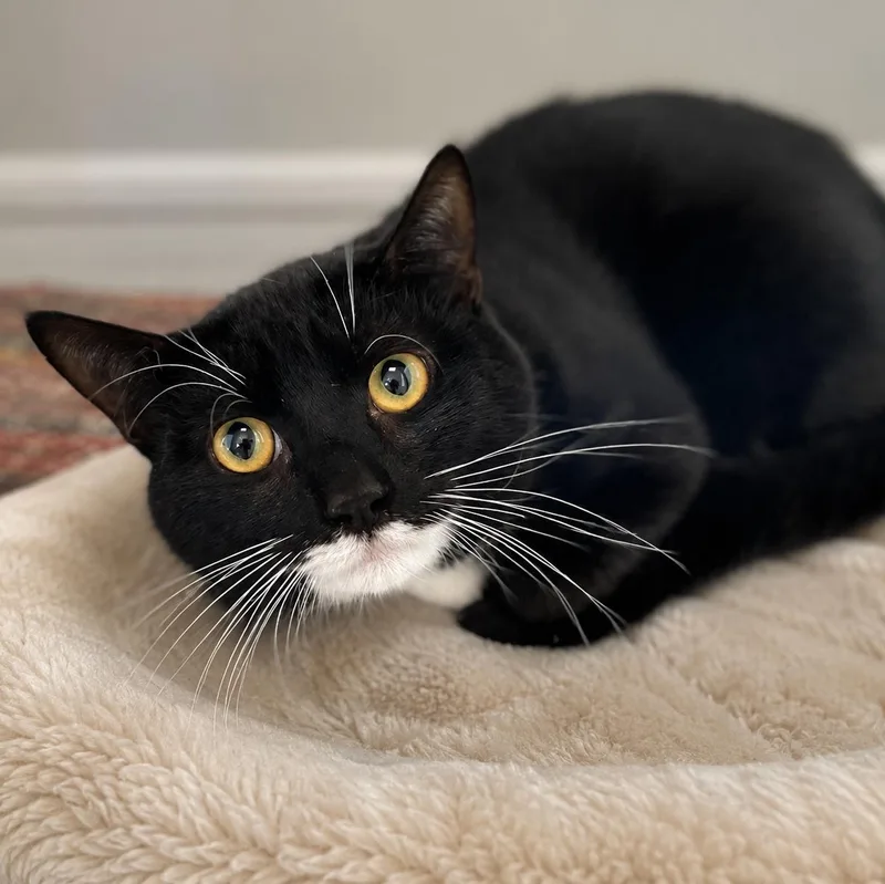 A young large-sized male Black Domestic Short Hair cat named Charlie for adoption in Stafford, VA