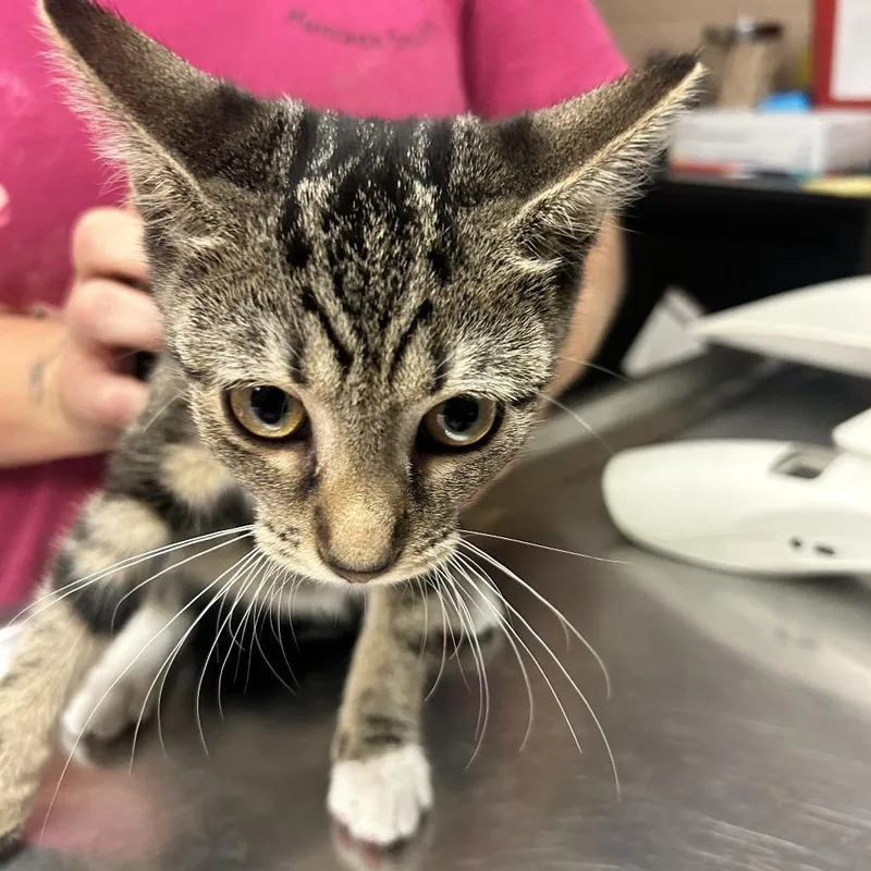 A baby small-sized male Brown / Chocolate Domestic Short Hair cat named Hot Fries for adoption in Newport, NC