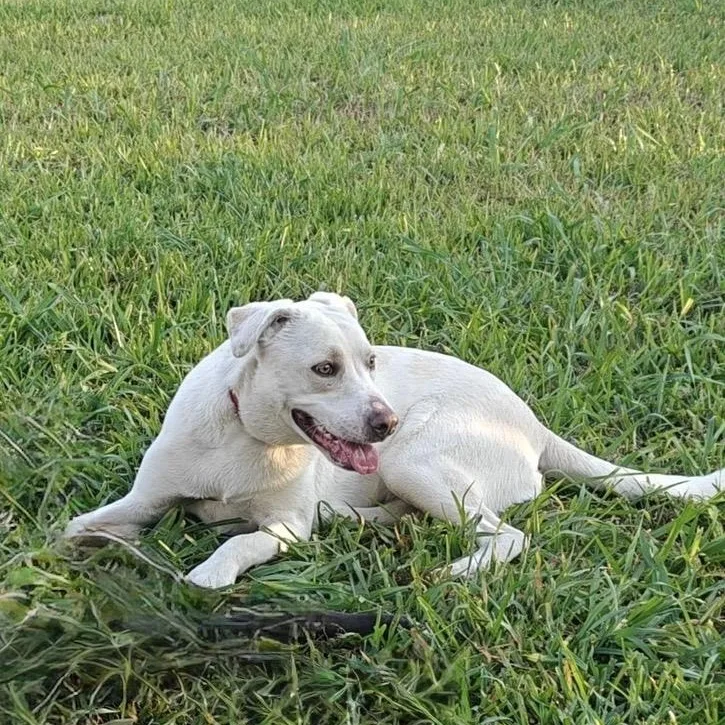 A young medium-sized female White / Cream Labrador Retriever dog named Sailor for adoption in Liverpool, TX