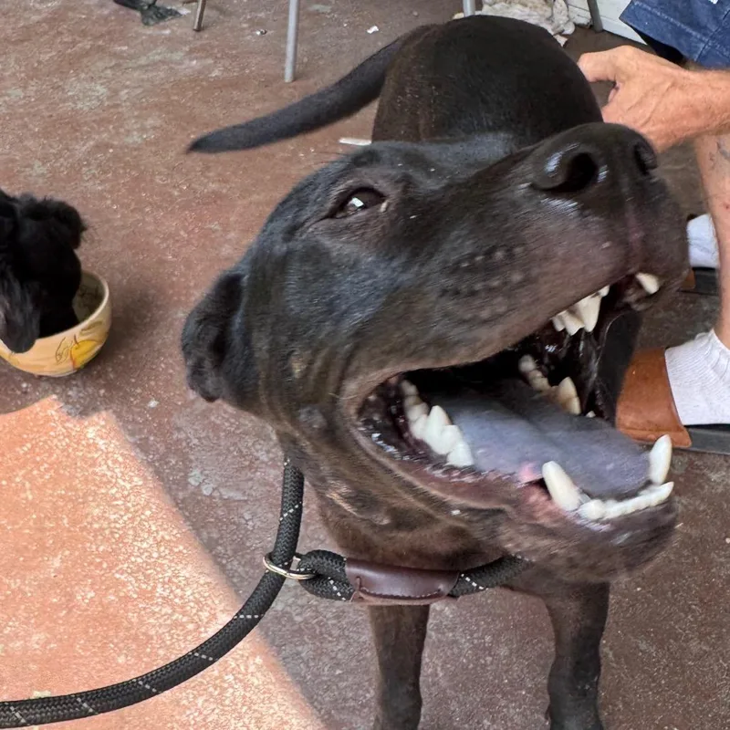 A baby medium-sized female Black Mixed Breed dog named StrayDudleyAvenue for adoption in Columbus, GA