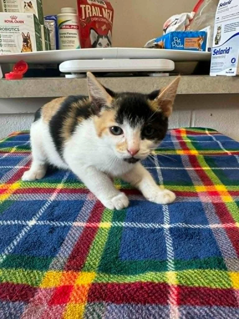 A baby medium-sized female Domestic Short Hair cat named Phylis for adoption in Marion, OH