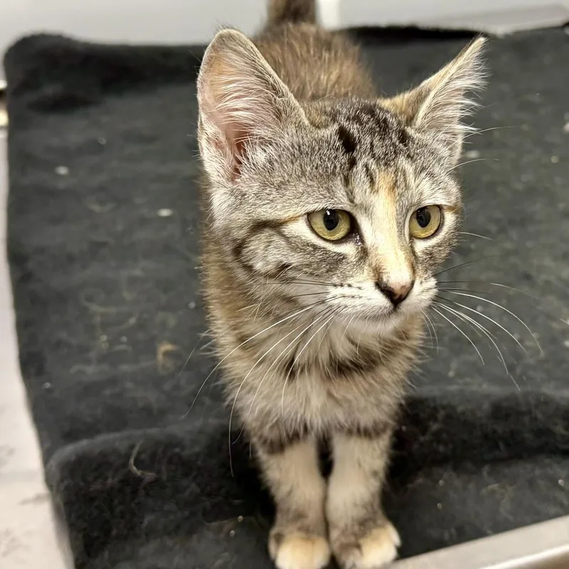 A baby medium-sized female Calico Domestic Short Hair cat named Zola for adoption in Portland, OR