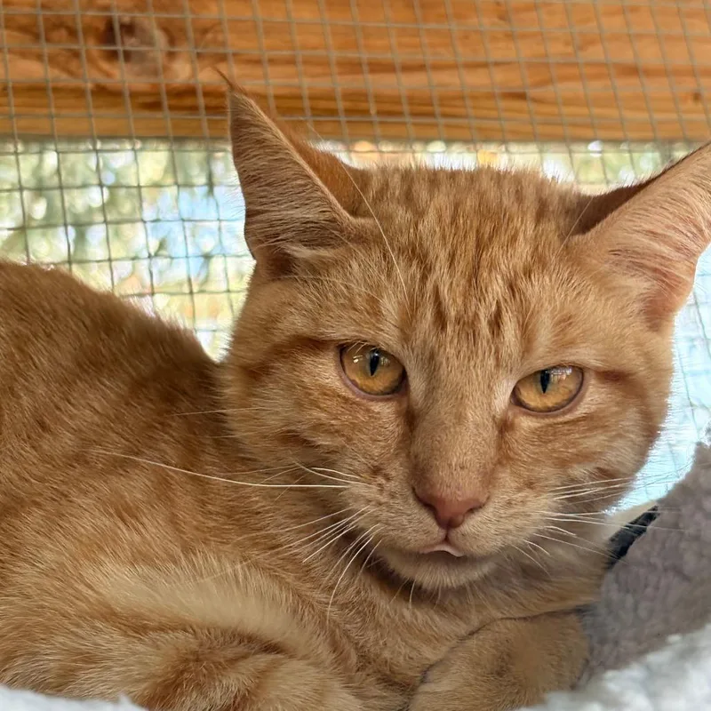 A young medium-sized male Orange / Red American Shorthair cat named Zurk for adoption in Taos, NM